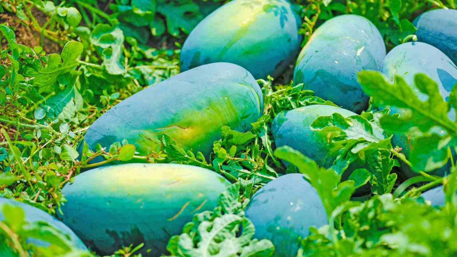 What Are The 3 Useful Facts Of Watermelon Farming All Across India?