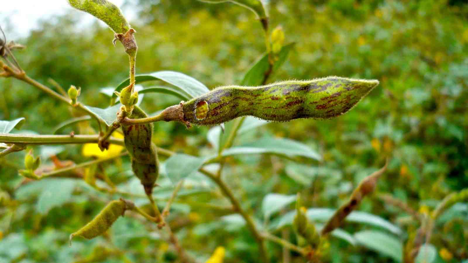 What Are The Most Useful Facts To Nurture Moong Dal Farming In India?