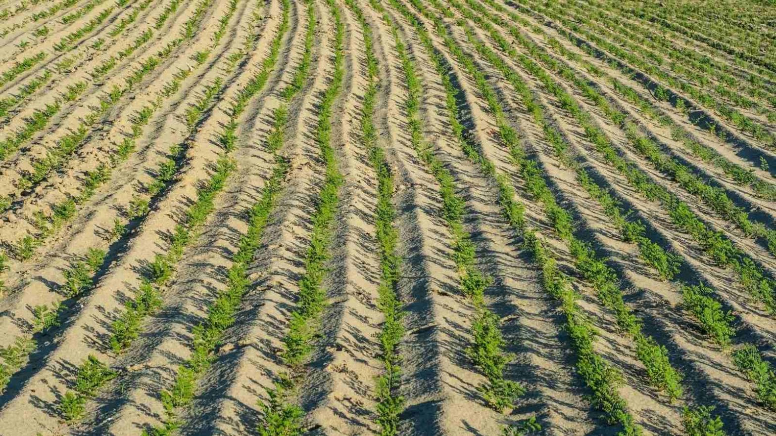 Facts To Raise Black Gram Farming In India