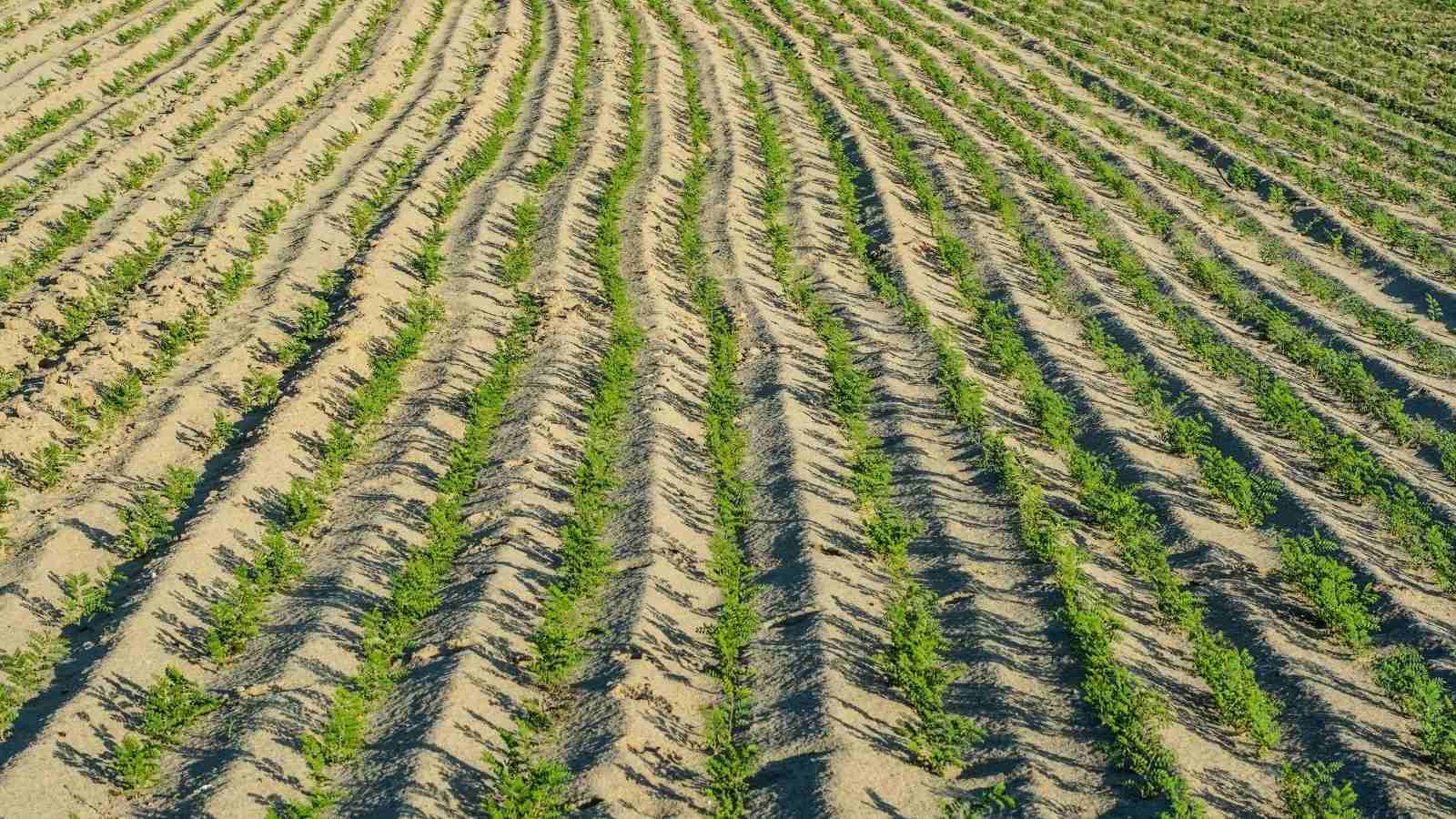 What Are The Most Important Facts To Raise Black Gram Farming In India?