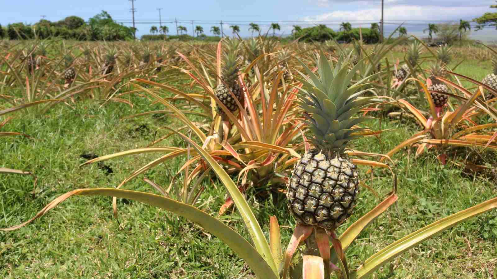 How to plant the pineapples in the soil