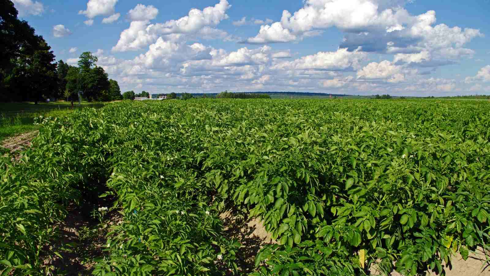 What Are The 3 Most Important Facts Regarding The Potato Farming In India?