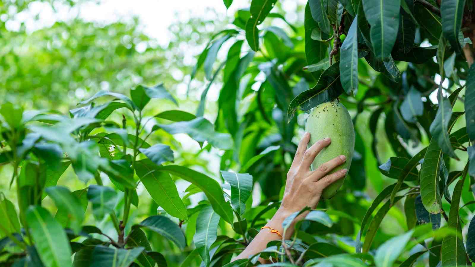 The 3 Finest Tips In The Mango Farming For The Farmers In India