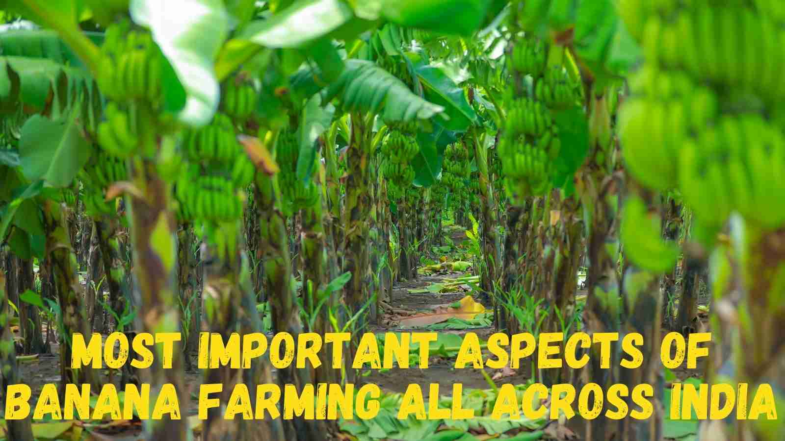 What Are The Most Important Aspects Of Banana Farming All Across India?
