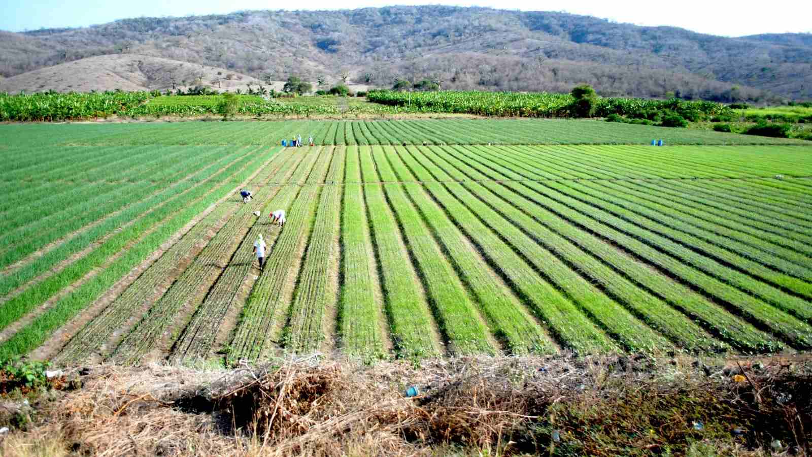 What Are The 3 Most Useful Facts To Nurture Moth Bean Farming In India?