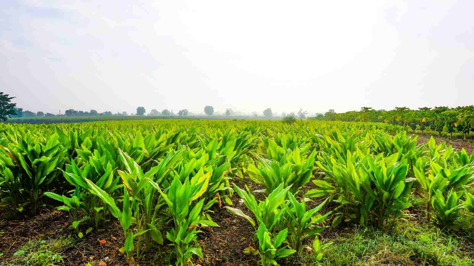 Organisation is required to plan out the expenses which are important to achieve successful farming
