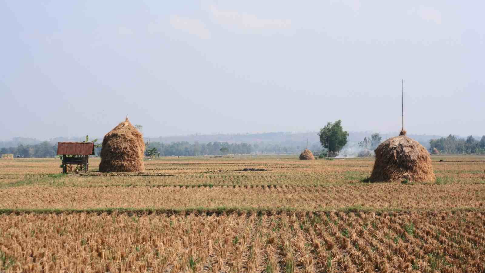 How Is Drying Important In The Post Harvesting Process?