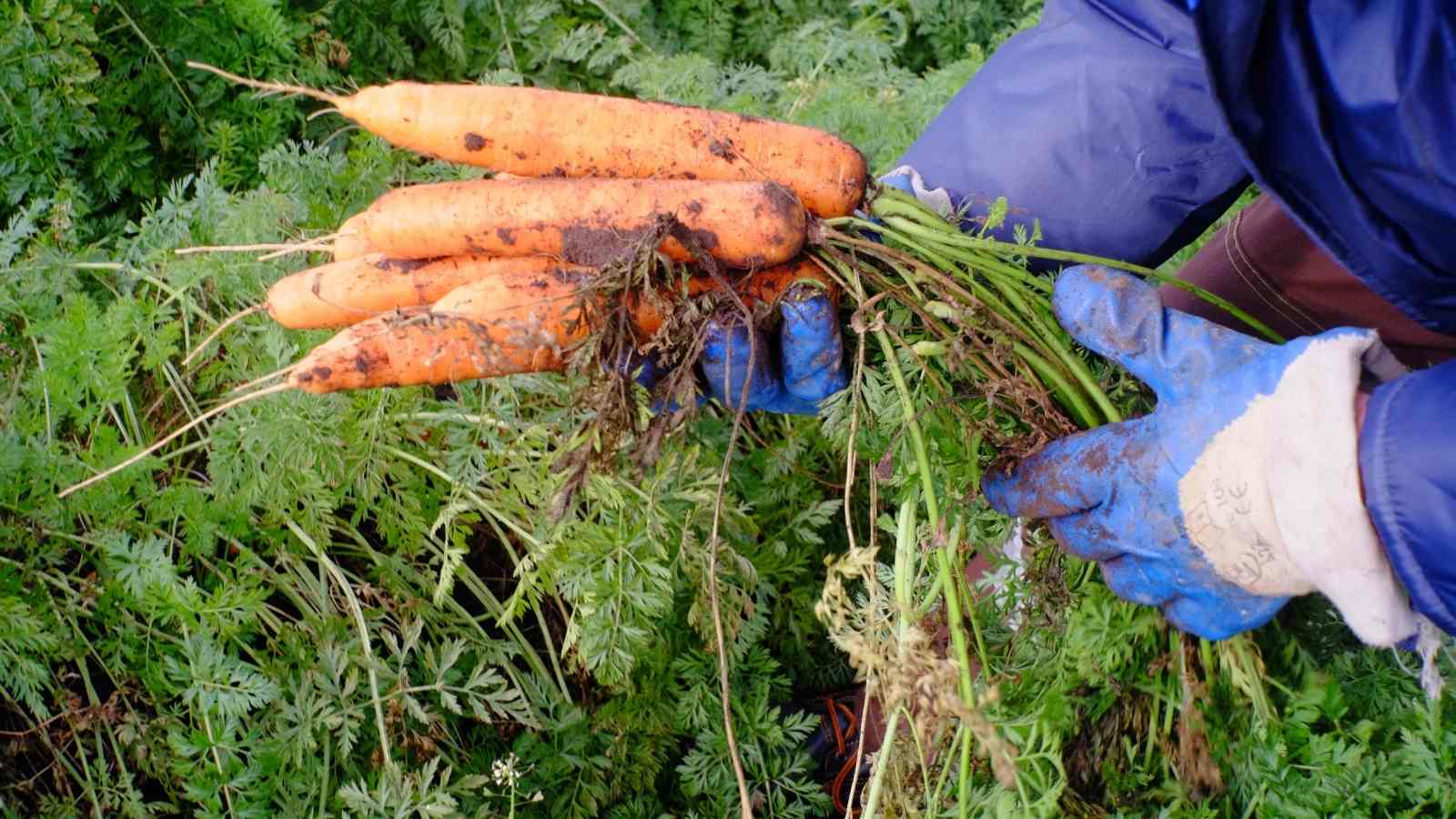 What Are The 3 Prime Methods Of Regular Crop Maintenance To Promote Stable Yields?