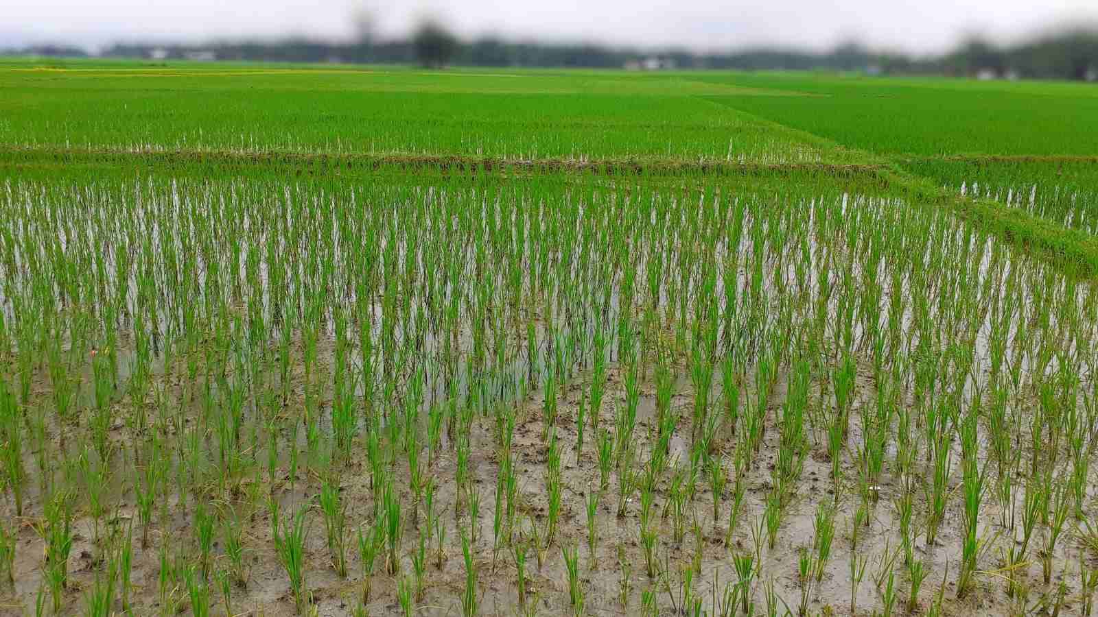 Rice Farming Prosper All Across India