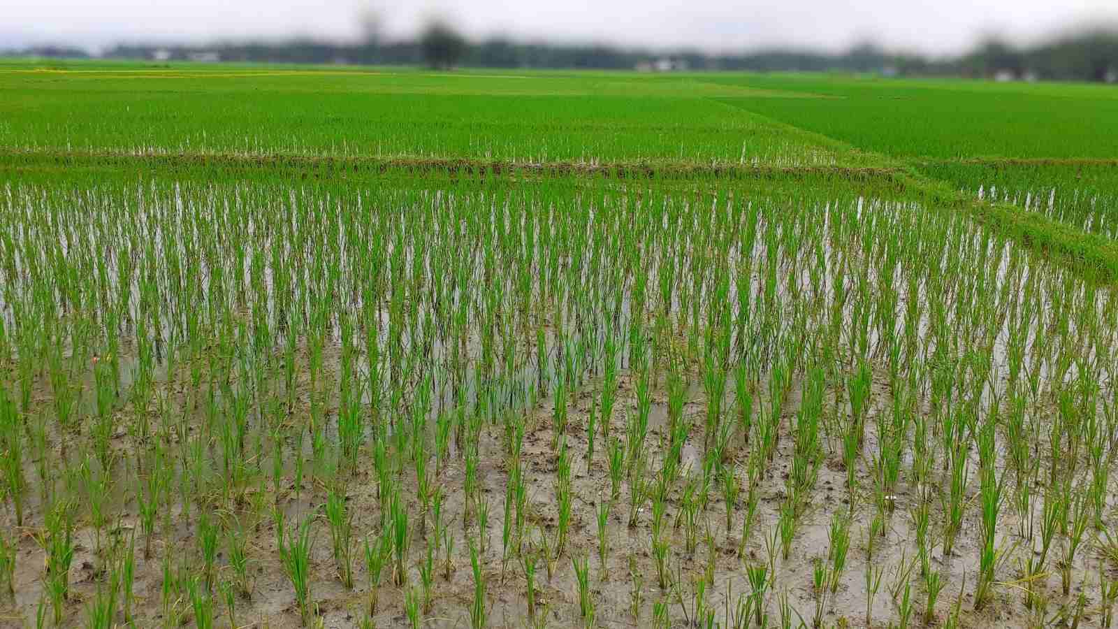 What Are The Key Tips To Make The Rice Farming Prosper All Across India?