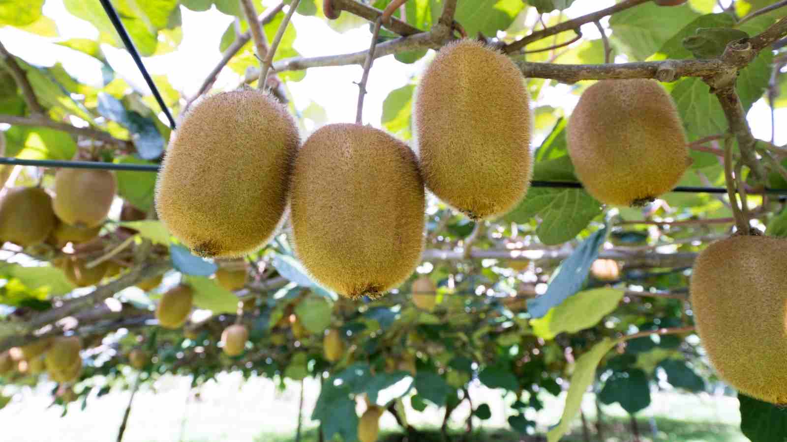 What Are The Various Aspects Of Making The Kiwi Farming Better In India?