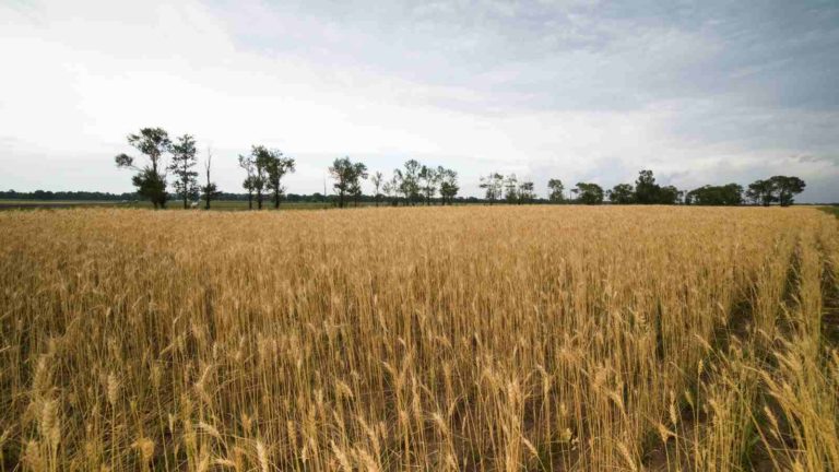 Tips In The Wheat Farming All Across India