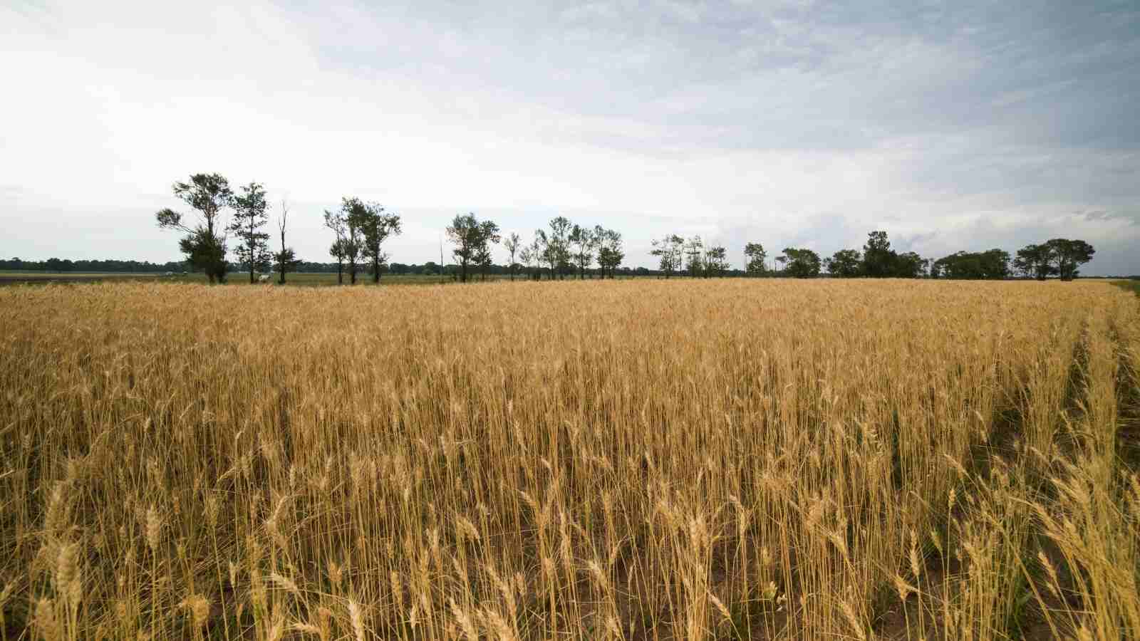 What Are The Key Tips In The Wheat Farming All Across India?