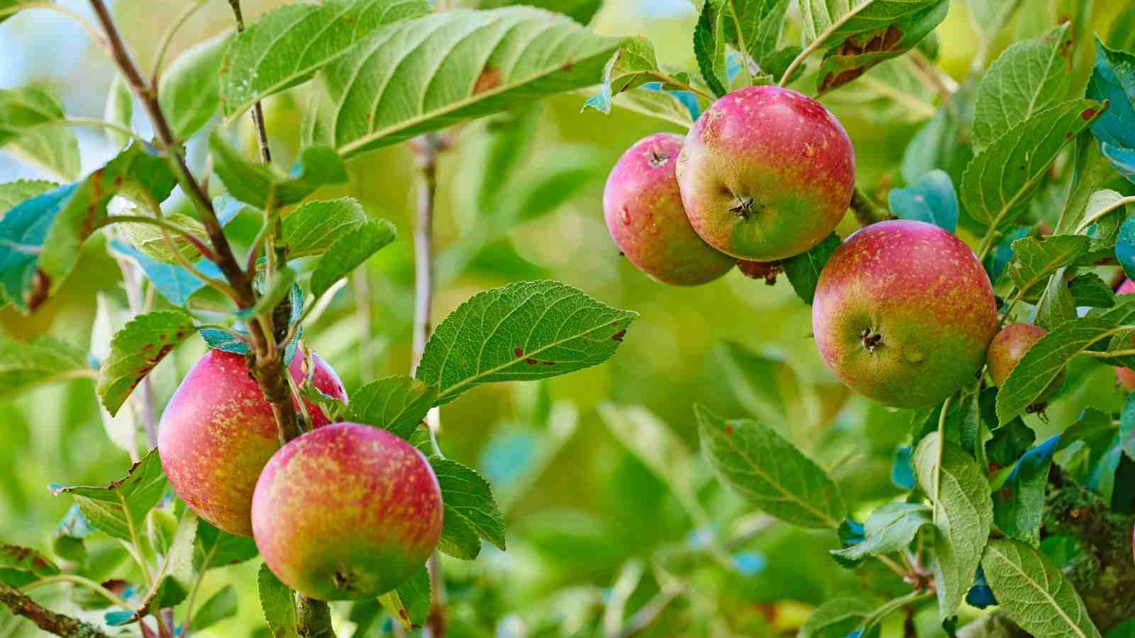 Tips Of Apple Farming All Across India