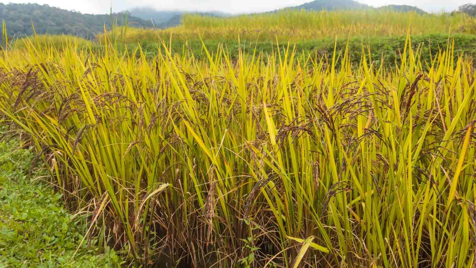 What Are The Key Tips Of The Rice Bean Farming All Across India?