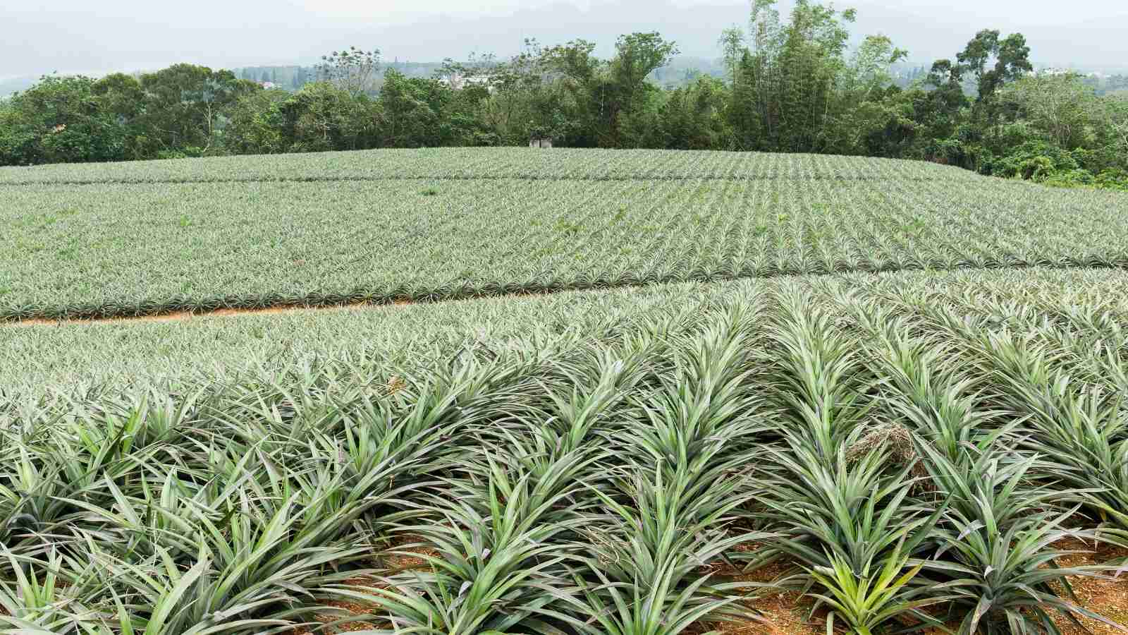What Are The 2 Finest Tips To Make Way For The Best Pineapple Farming All Across India?