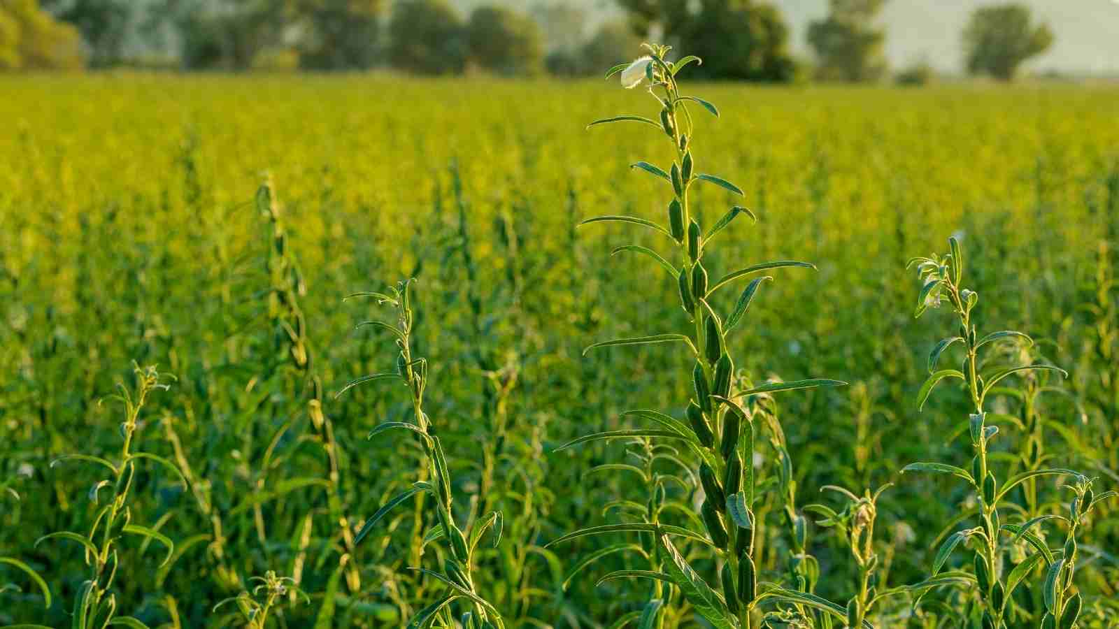 What Are The Prime Facts To Nurture Sesame Farming In India?