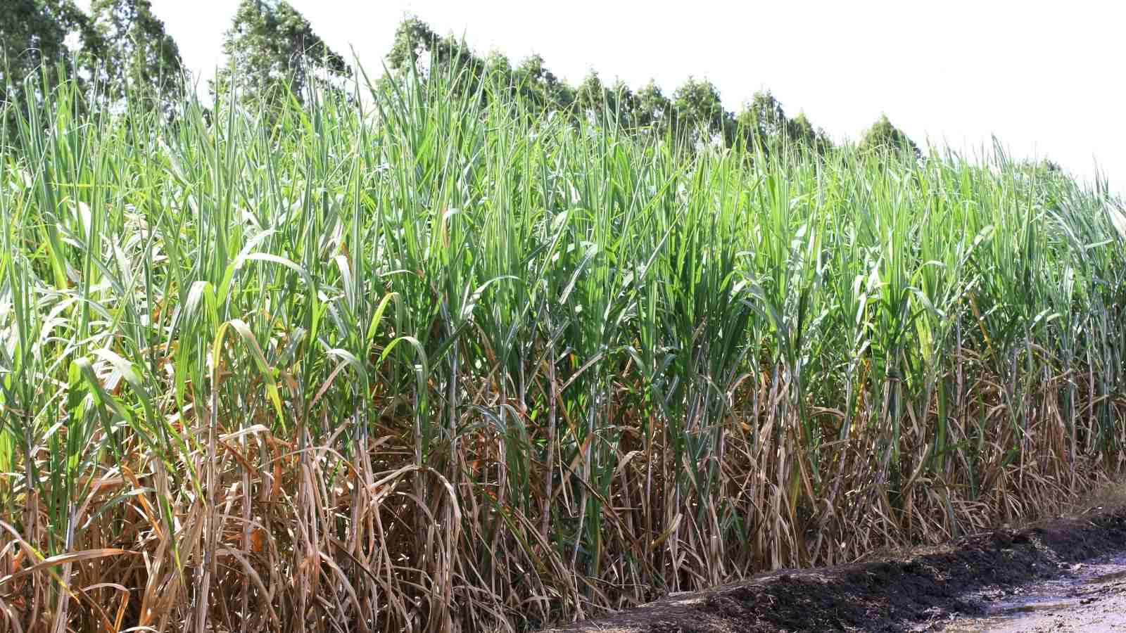 What are the soil conditions required by the sugarcanes