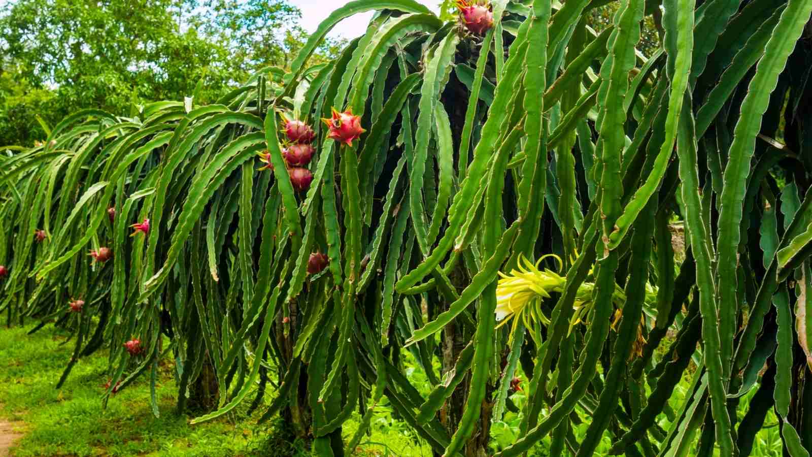 climatic conditions required to grow better dragon fruits in India