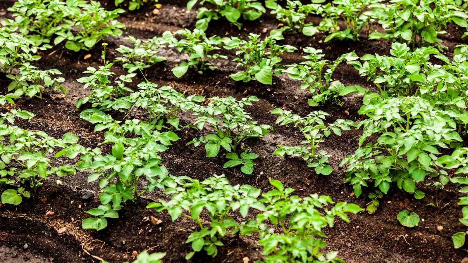 climatic conditions that are needed for potato farming in India