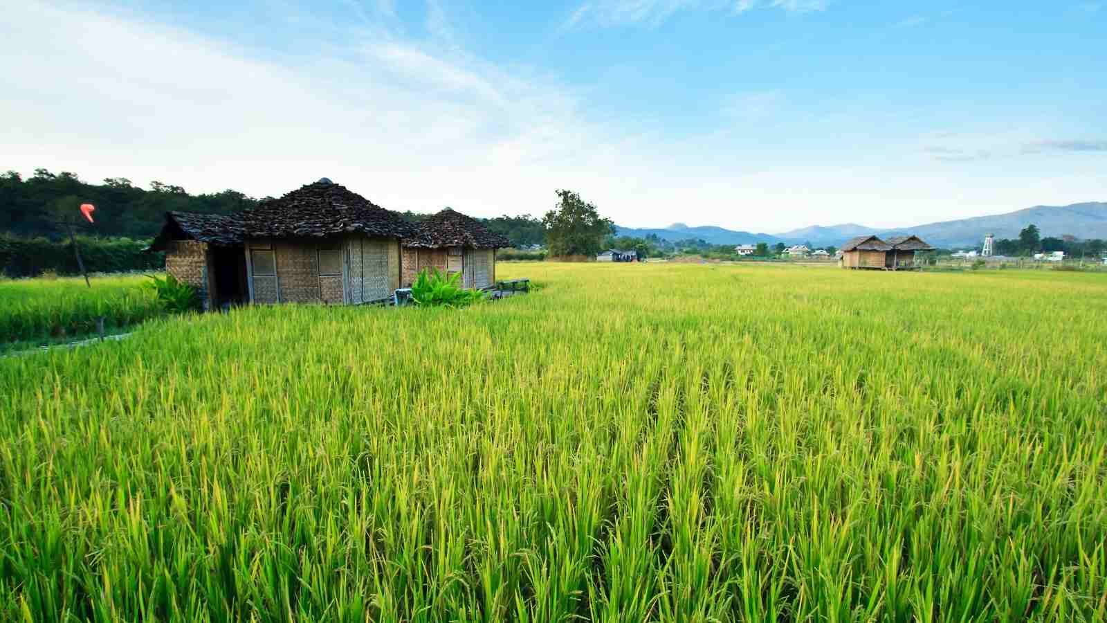 important climatic conditions required by the rice bean farming