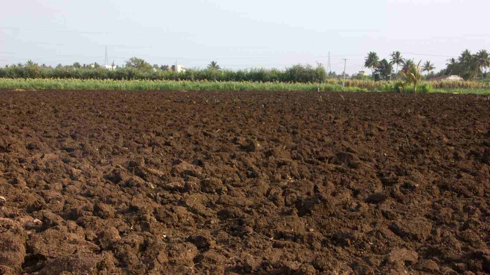 soil is best suited for the Rajma farming in India